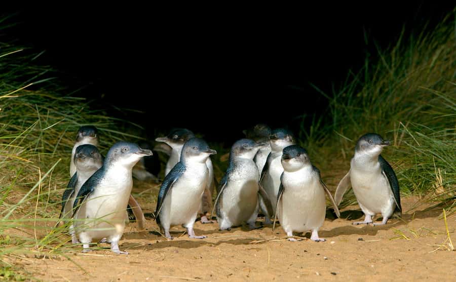 Phillip Island Penguin Direct Sunset Tour - Why this Phillip Island tour works well from Melbourne