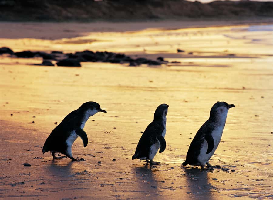 Phillip Island Penguin Direct Sunset Tour - The guides make a real difference