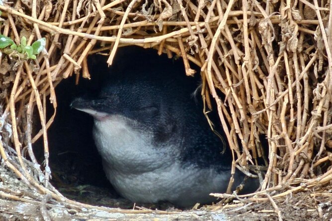 Phillip Island & Penguin Parade Afternoon Eco Tour from Melbourne - Why the afternoon schedule works well