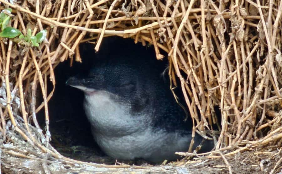 Phillip Island Penguin Parade Afternoon Tour from Melbourne - Key points before you book