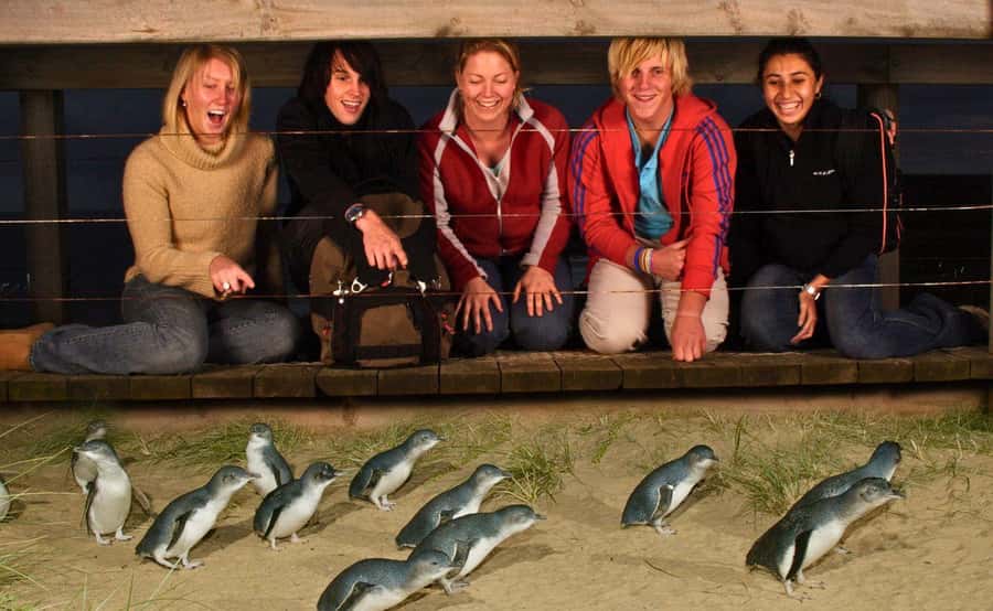 Phillip Island Penguin Parade Afternoon Tour from Melbourne - Why the little penguin parade is worth the trip