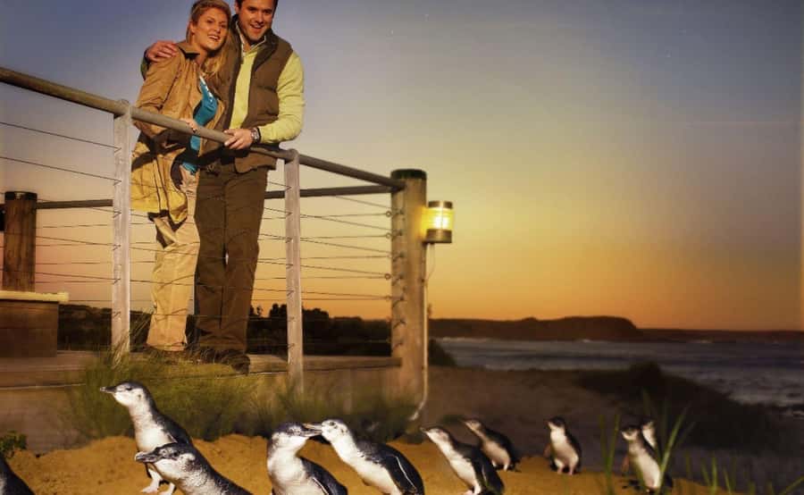 Phillip Island Penguin Parade Afternoon Tour from Melbourne - Who should book this Phillip Island tour?