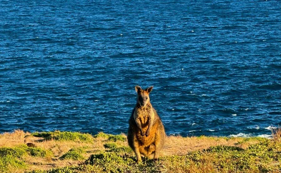 Phillip Island Penguin Parade Afternoon Tour from Melbourne - Should you book it?