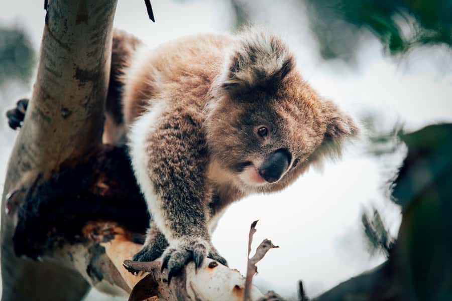 Phillip Island: Penguin Parade and Multi Attraction Pass - Why this Phillip Island pass works well