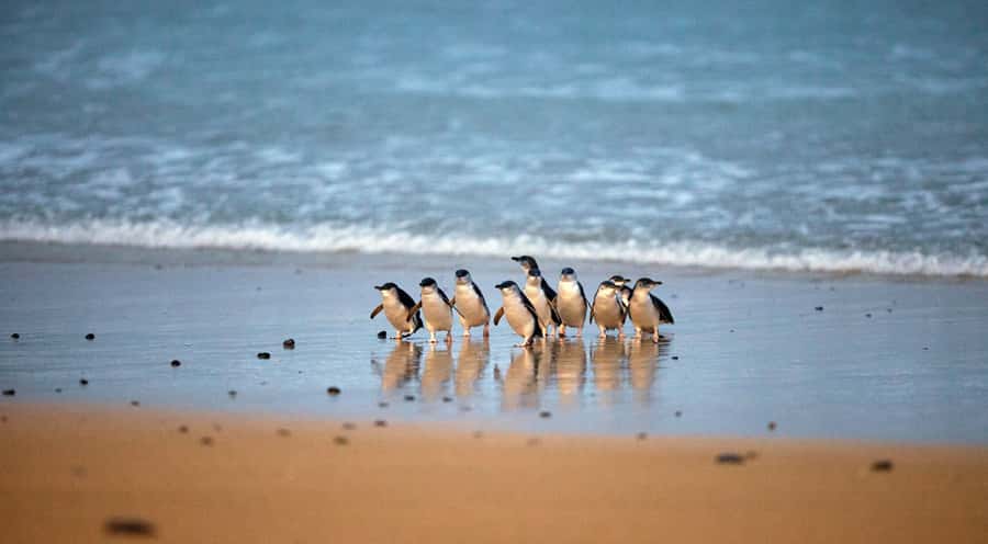Phillip Island: Penguin Parade and Multi Attraction Pass - Churchill Island brings farming back into the day