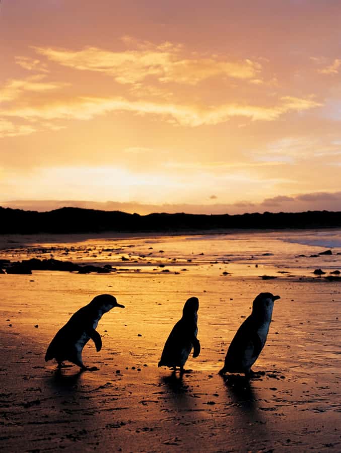 Phillip Island: Penguin Parade and Multi Attraction Pass - The Penguin Parade is the main event