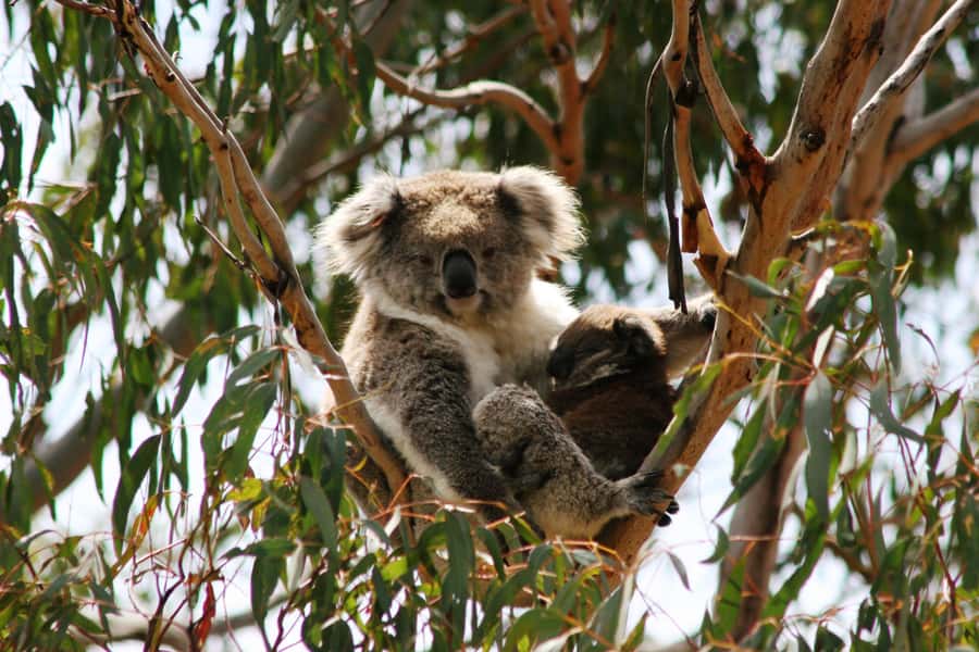 Phillip Island: Penguin Parade and Multi Attraction Pass - Timing, food, and the cold