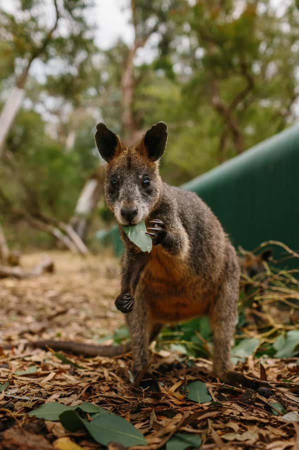 Phillip Island: Penguin Parade and Multi Attraction Pass - What the $38 price really buys