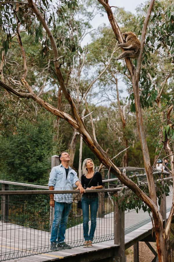 Phillip Island: Penguin Parade and Multi Attraction Pass - Should you book the Phillip Island pass?