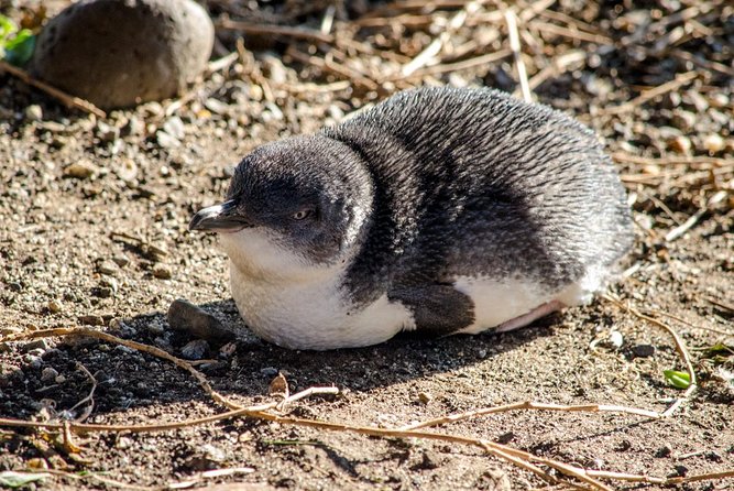 Phillip Island Penguin Parade Day Trip with Koalas from Melbourne - Five things to know before you go