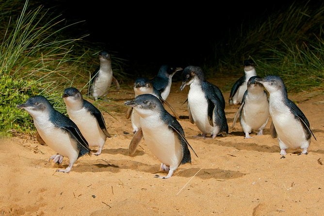 Phillip Island Penguin Parade Day Trip with Koalas from Melbourne - Cowes: useful, but not the tour highlight