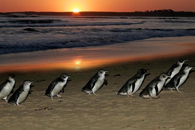 Phillip Island Penguin Parade Day Trip with Koalas from Melbourne - The driver-guide can shape the whole day