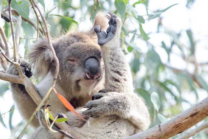 Phillip Island Penguin Parade Day Trip with Koalas from Melbourne - Timing, food, and comfort tips