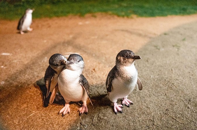 Phillip Island Penguin Parade Express Tour from Melbourne - Who will enjoy this Phillip Island outing