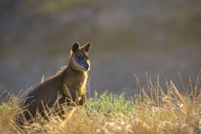 Phillip Island Penguin Parade Small-Group with Lunch and Wine - Key points before you book