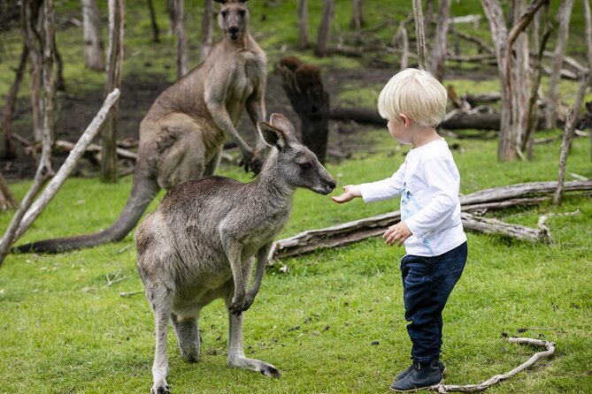 Phillip Island Penguin Parade, Wildlife and Beach Boxes Bus Tour - Who will get the most from this tour?