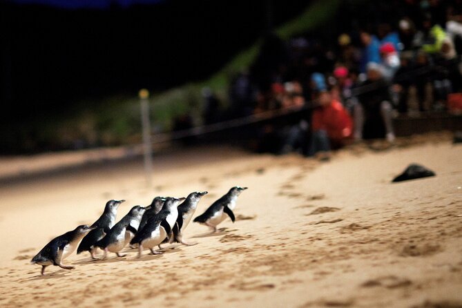 Phillip Island Penguin Parade, Wildlife and Beach Boxes Bus Tour - Moonlit Sanctuary’s close look at Australian wildlife