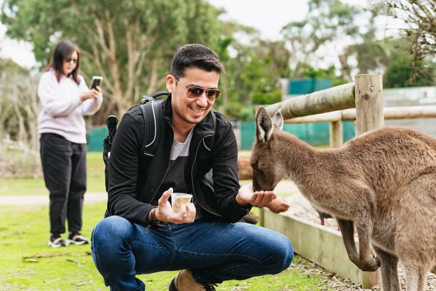 Phillip Island Penguin Parade with Expert Local Guide - Key points to know before booking