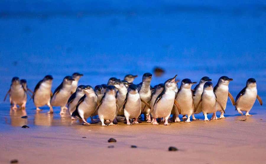Phillip Island Penguin Parade with Expert Local Guide - A long day that builds toward one special sight