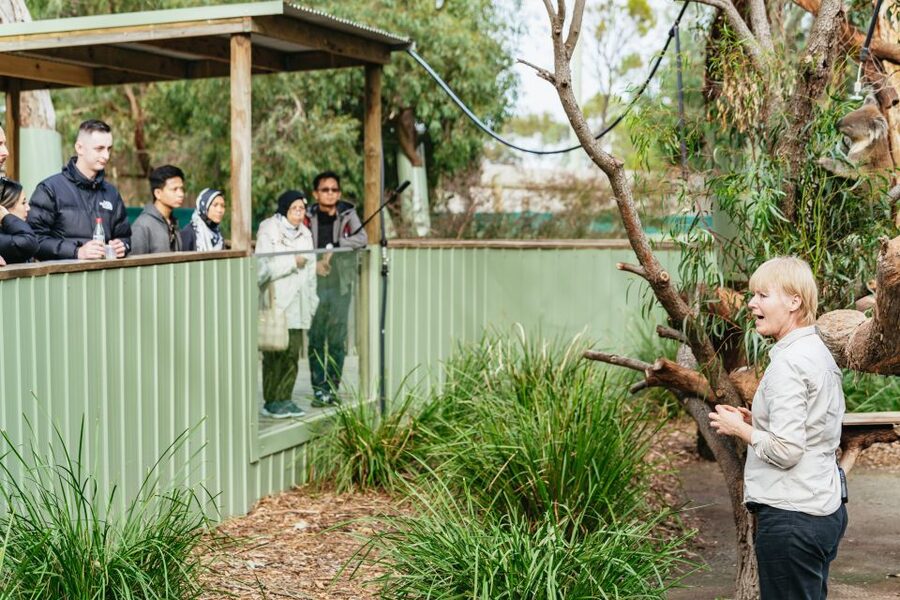 Phillip Island Penguin Parade with Expert Local Guide - The Penguin Parade: small birds, real wilderness
