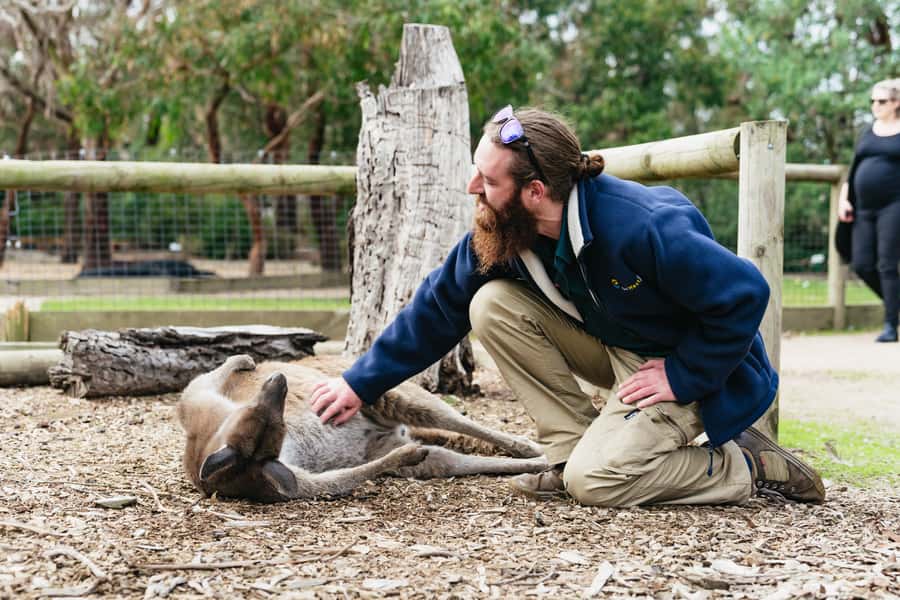 Phillip Island Penguin Parade with Expert Local Guide - Language help and what to bring