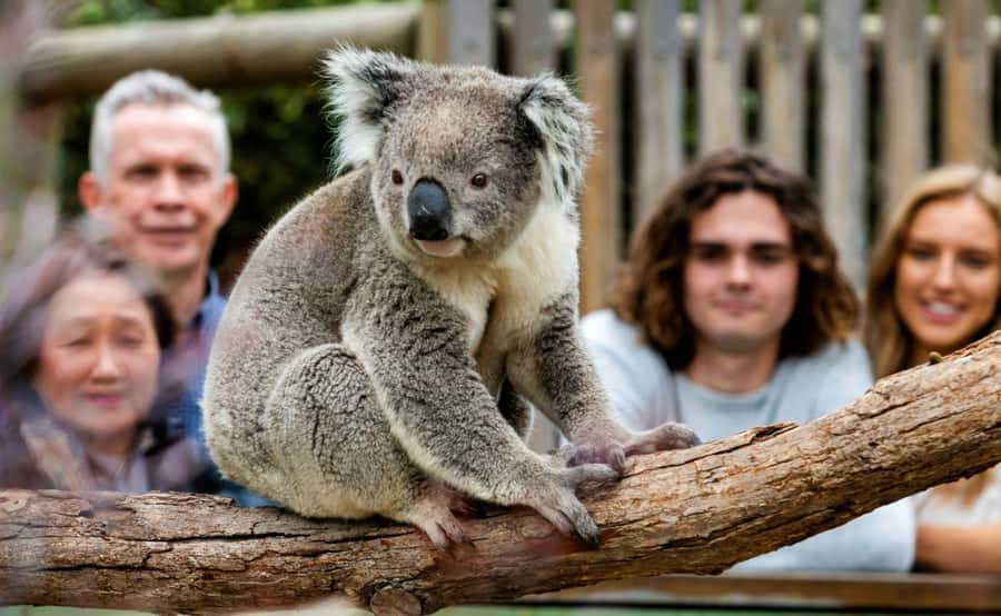 Phillip Island Penguin Parade with Expert Local Guide - Brighton Beach Boxes: a quick Melbourne photo stop