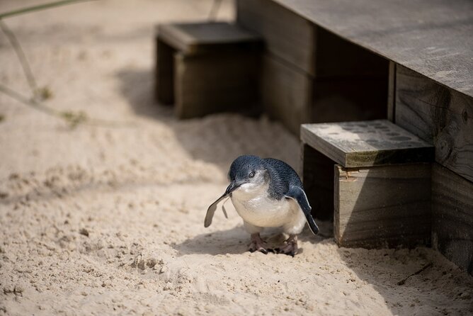Phillip Island Penguins and Moonlit Sanctuary Private Day Tour - Cape Woolamai and Phillip Island’s coast