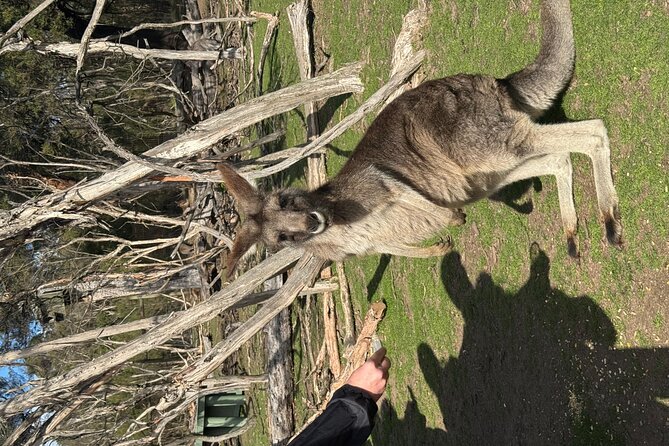 Phillip Island Penguins and Moonlit Sanctuary Private Day Tour - Cowes for an hour of breathing room