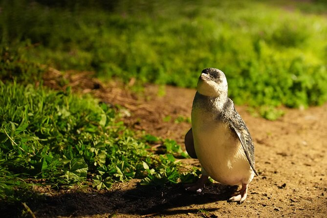 Phillip Island Penguins and Moonlit Sanctuary Private Day Tour - Transport, comfort, and group size
