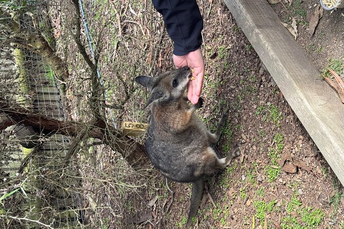 Phillip Island Penguins and Moonlit Sanctuary Private Day Tour - Brighton Beach boxes: a colorful opening stop