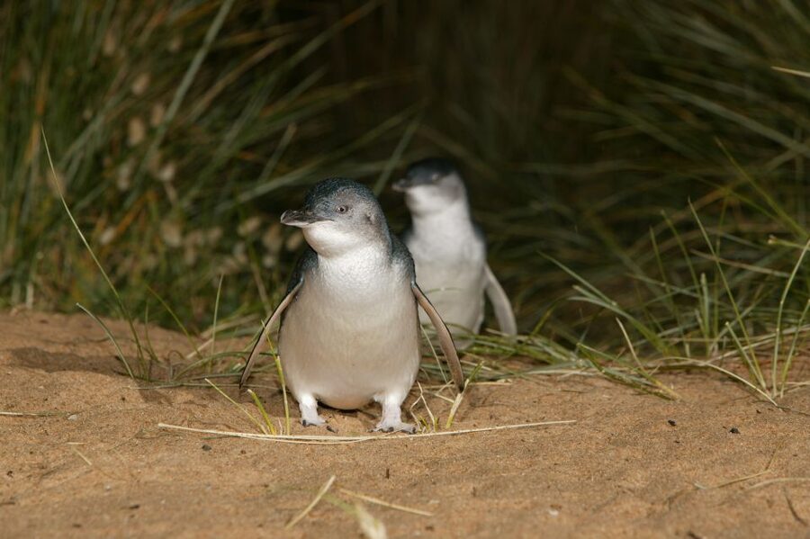 Phillip Island: Penguins and Wildlife Full-Day Tour - The Nobbies and the old volcanic remains