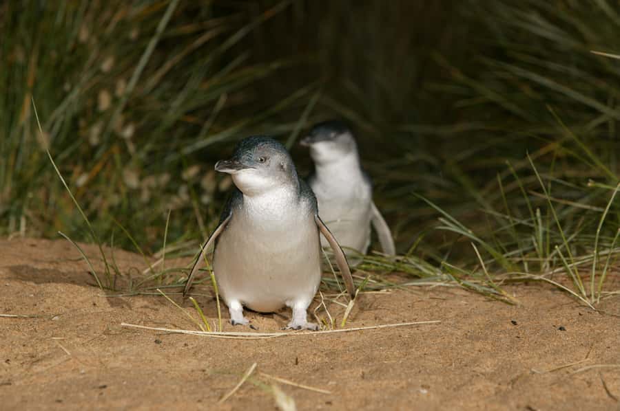 Phillip Island: Penguins and Wildlife Full-Day Tour - Cowes: use the 30-minute break wisely