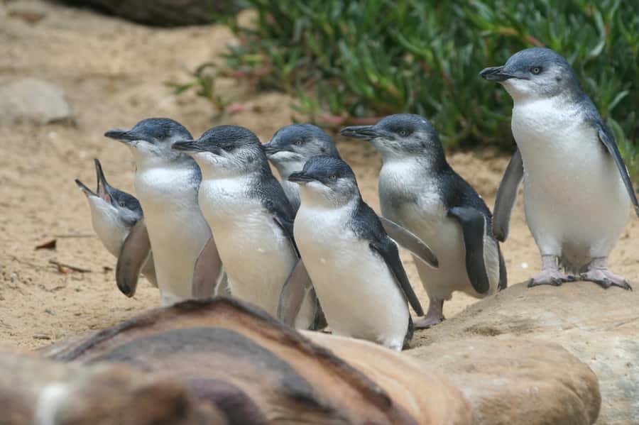 Phillip Island: Penguins and Wildlife Full-Day Tour - The Penguin Parade is the main event