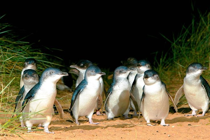 Phillip Island Penguins Private Adventure - Six things to know before you book