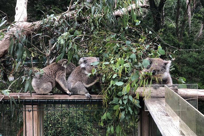 Phillip Island Penguins Private Adventure - The Penguin Parade is the evening payoff