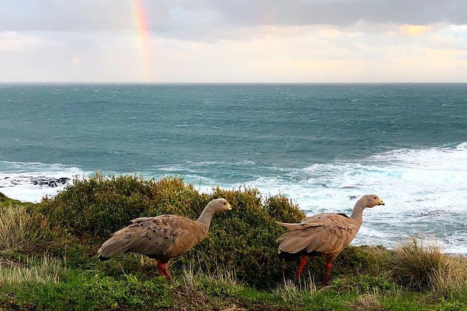 Phillip Island Penguins Private Adventure - What the private guide adds