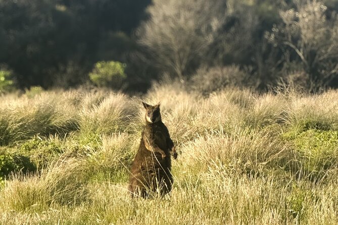 Phillip Island Penguins & Wildlife Day Tour from Melbourne - Key points before you book