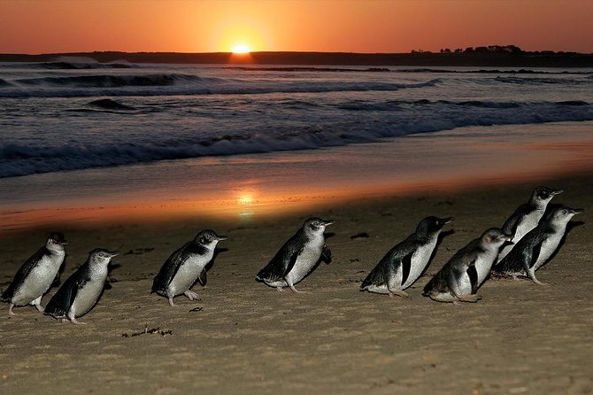 Phillip Island Penguins & Wildlife Day Tour from Melbourne - What the transport and guide setup means for you
