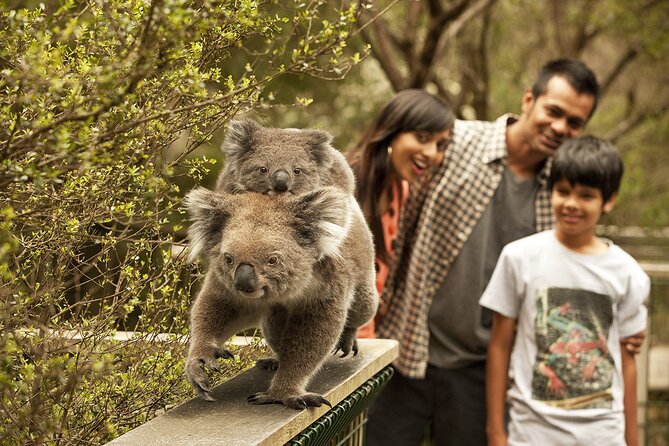 Phillip Island Tour - Koala's, Wallabies & Little Penguins. - Key points to know before booking