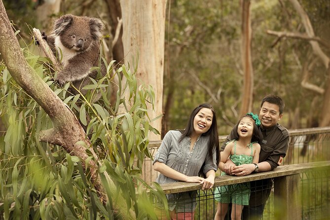 Phillip Island Tour - Koala's, Wallabies & Little Penguins. - Meeting koalas at the Conservation Reserve