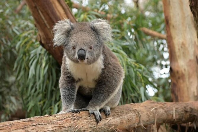 Phillip Island Wildlife Cruise and Penguin Tour from Melbourne - Key points to know before booking