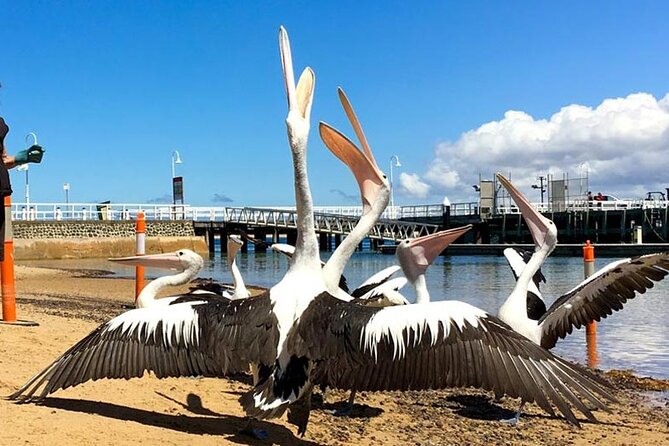 Phillip Island Wildlife Cruise and Penguin Tour from Melbourne - Flynns Beach offers a short breath of fresh air