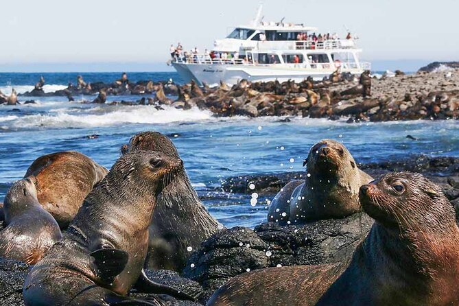 Phillip Island Wildlife Cruise and Penguin Tour from Melbourne - The Nobbies are best near golden hour