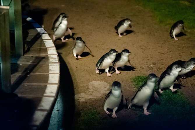 Phillip Island Wildlife Cruise and Penguin Tour from Melbourne - The guide can make or break a long day