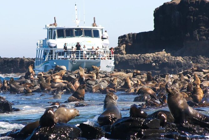 Phillip Island Wildlife Cruise and Penguin Tour from Melbourne - San Remo brings a gentle start to the island