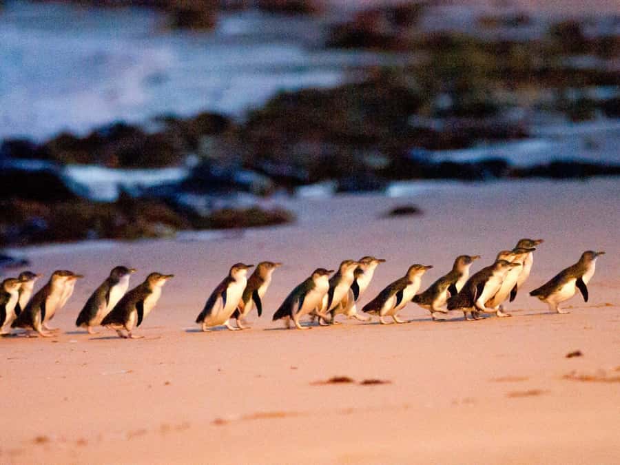Phillip Island: Wine, Wildlife & Penguins with Gourmet Feast - Cowes gives you a short break