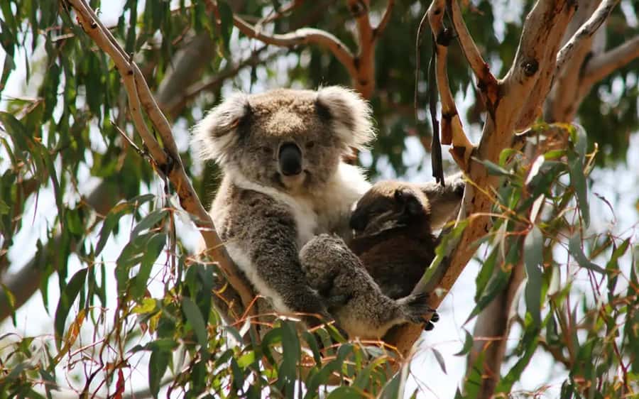 Phillip Island: Wine, Wildlife & Penguins with Gourmet Feast - Flynns Beach and Summerlands add a coastal pause