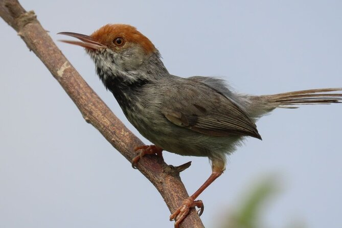 Phnom Penh Birding Experience and Brunch - Key points to know before you book