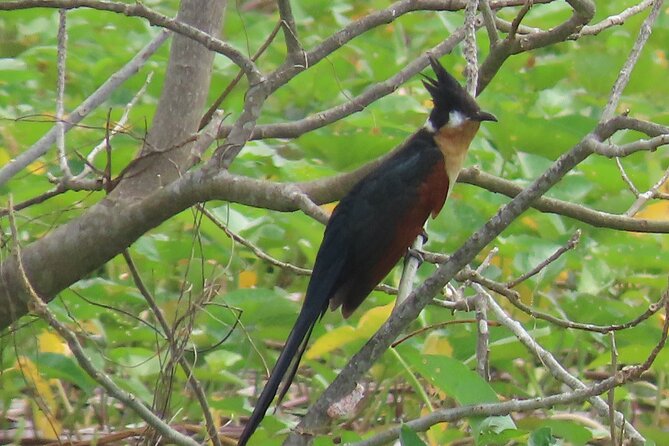 Phnom Penh Birding Experience and Brunch - Why this half-day trip works so well from Phnom Penh