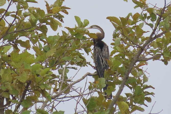 Phnom Penh Birding Experience and Brunch - An open-air breakfast near PHSAR DEK